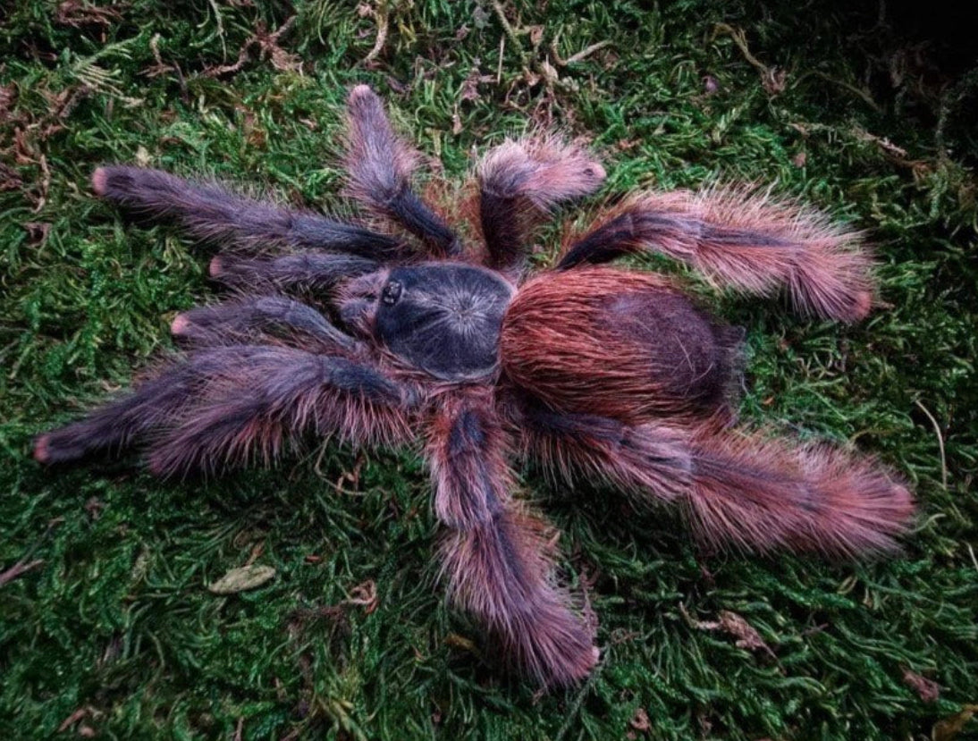 Avicularia Tucurui ( Tucurui PinkToe)