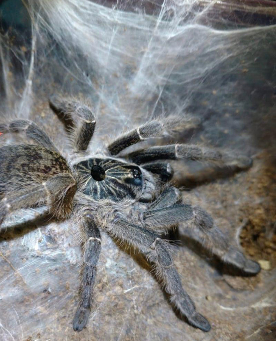 Ceratogyrus Marshalli (Straight-horned Baboon)