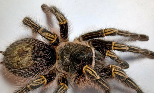 Grammostola Pulchripes ( Chaco Golden Knee)