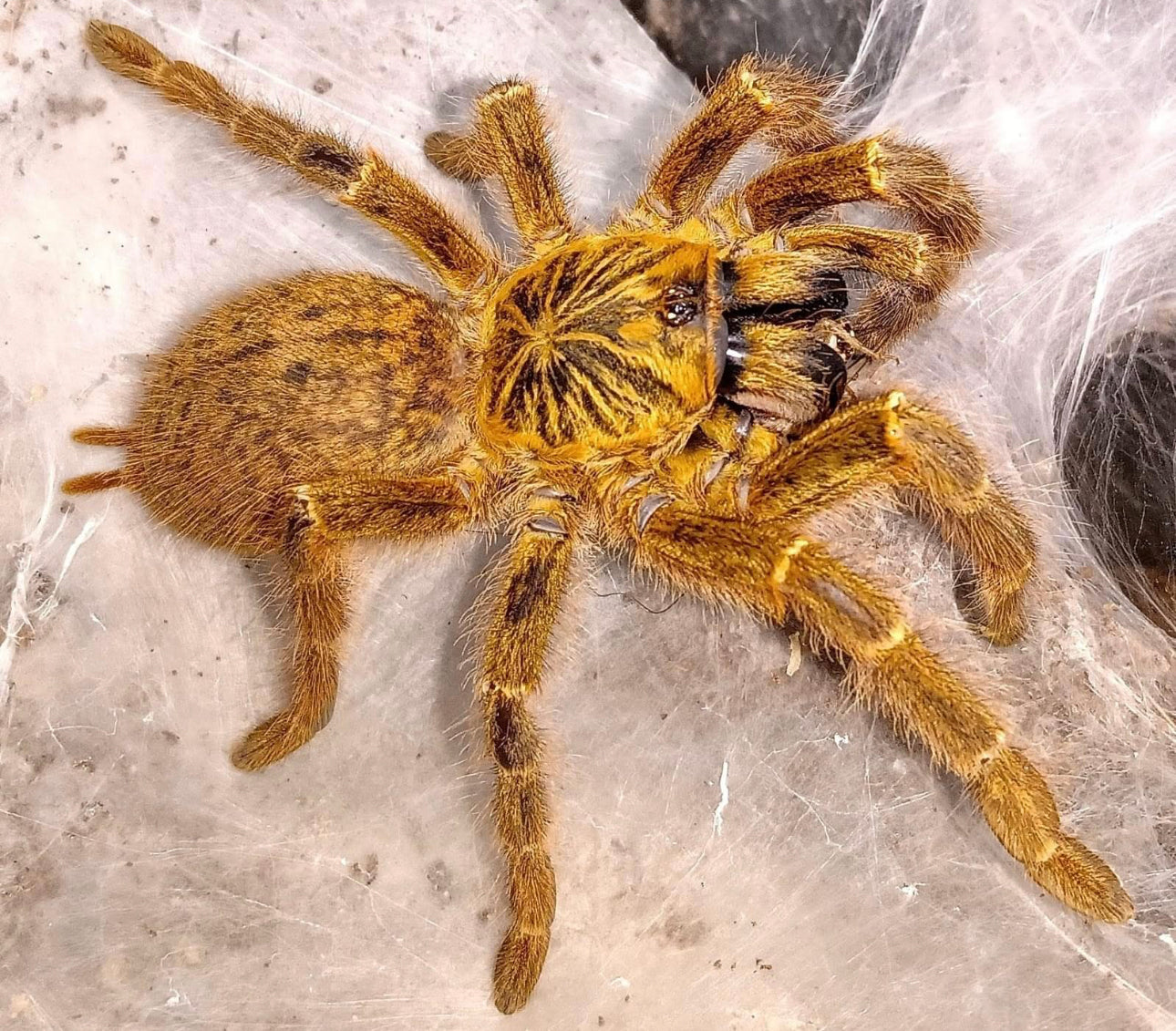 Pterinochilus Murinus (Orange Baboon Tarantula)