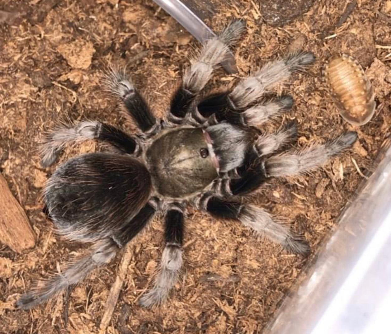 Aphonopelma Michoacán Azabache