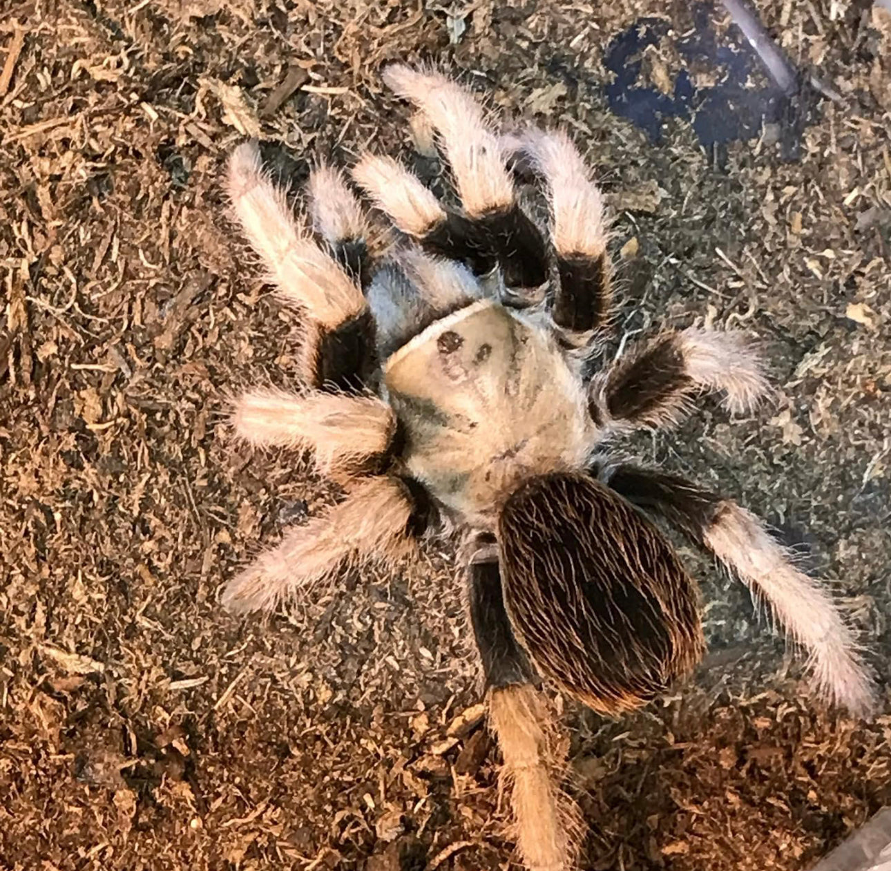 Aphonopelma Michoacan Femur Negro