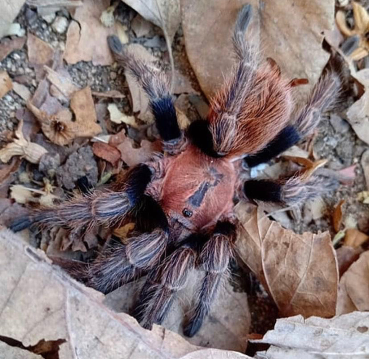 Bonnetina Minax (Mexican Copperhead)