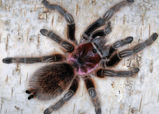 Grammostola Rosea (Chilean Rose Hair Tarantula)