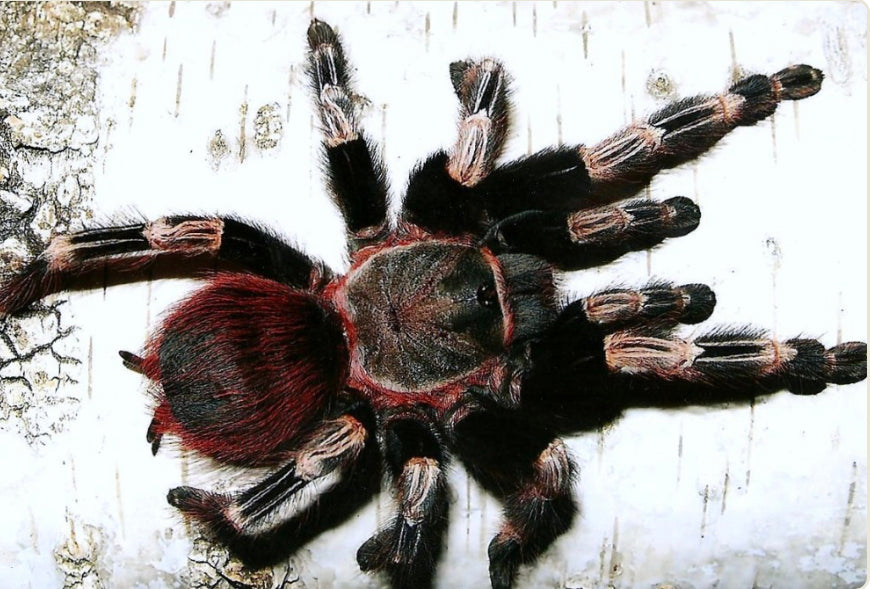 Vitaly Chromatus ( Brazilian Red and White)