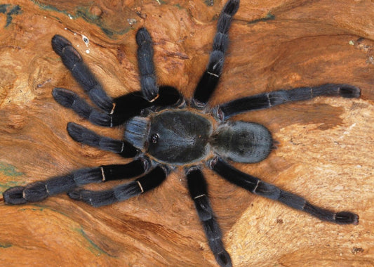 Ornithoctoninae sp. Khao Sok (Khao Sok Earth Tiger)