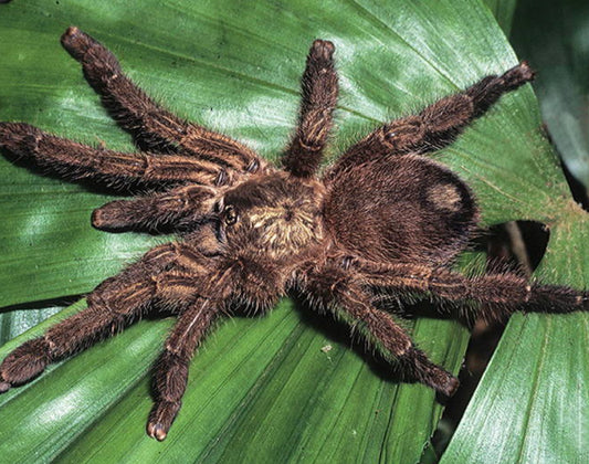 Caribena Laeta (Puerto Rican Pinktoe)