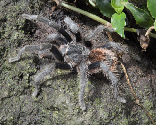 Aphonopelma Anitahoffmannae (Mexican Red Slate)