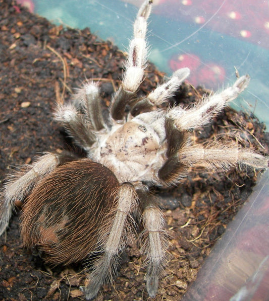 Aphonopelma Chalcodes (Arizona Blonde)