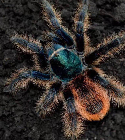 Aphonopelma Mooreae (Mexican Jade Fuego)