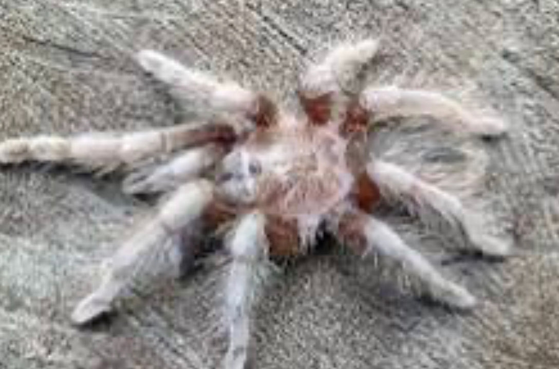 Aphonopelma sp Acapulco