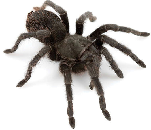 Aphonopelma Steindachneri