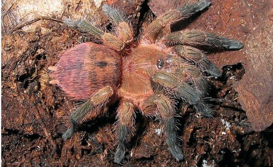 Neichnocolus Iquitos (Peruvian Sunburst)