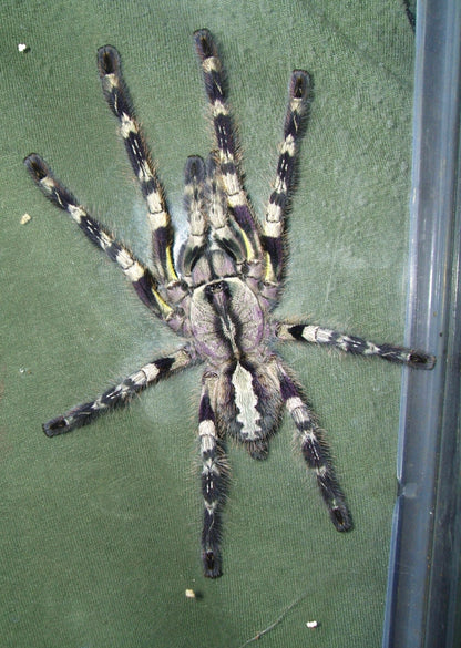 Poecilotheria Regalis  (Indian Ornamental)