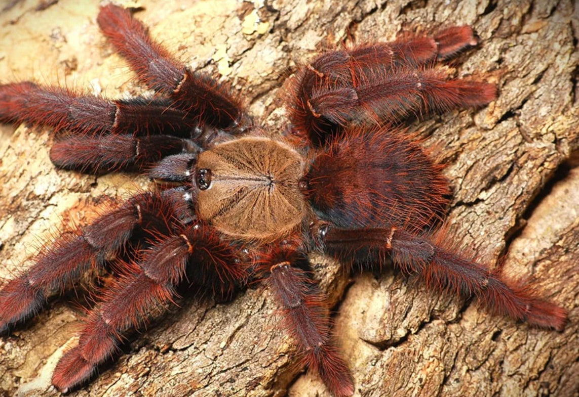 Phormingochilus Sp “Sabah Red”