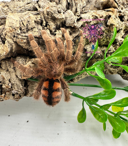 Avicularia Minatrix  (Venezuelan Redstripe Pinktoe)
