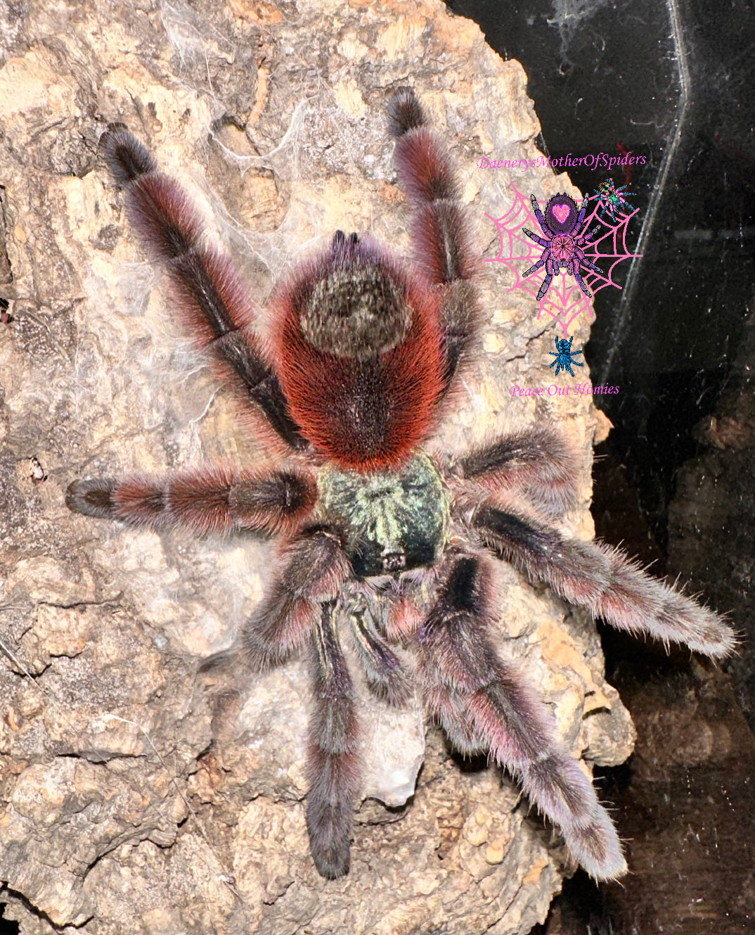 Caribena Versicolor (Antilles Pink Toe Tarantula)