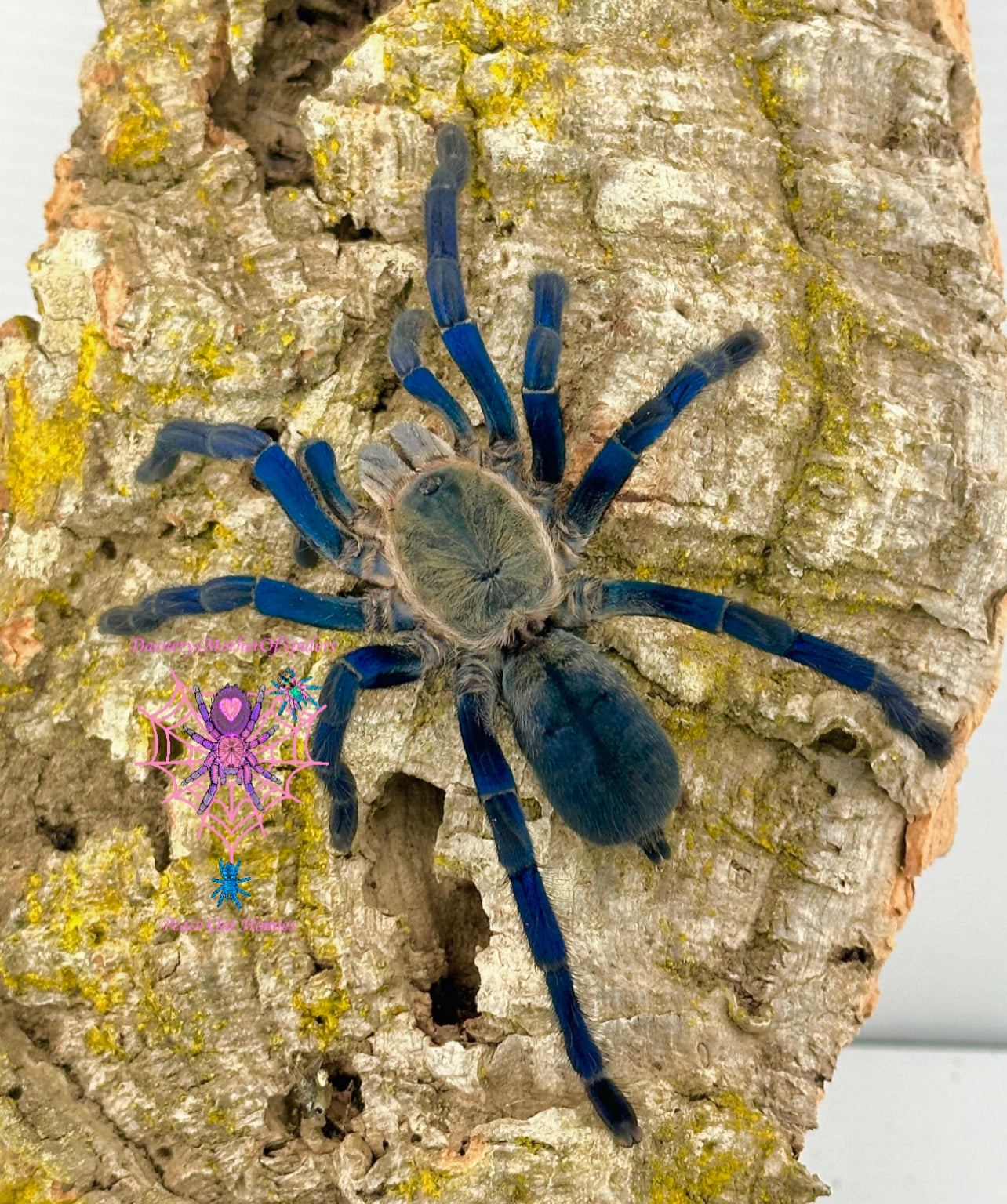 Cyriopagopus Lividus (Cobalt Blue)