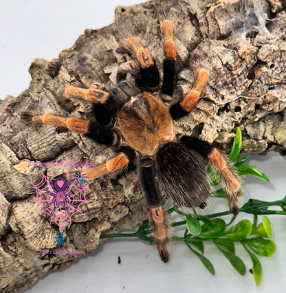 Brachypelma Boehmei (Fire Leg Tarantula)