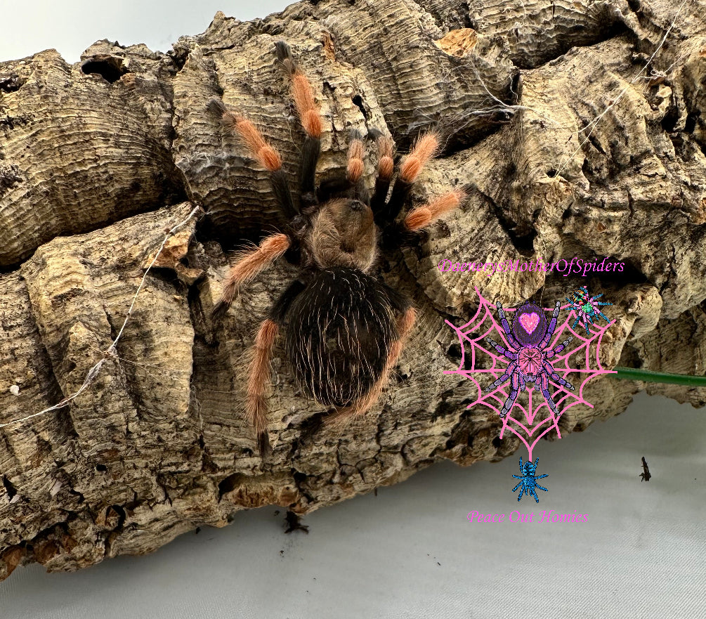 Brachypelma Boehmei (Fire Leg Tarantula)