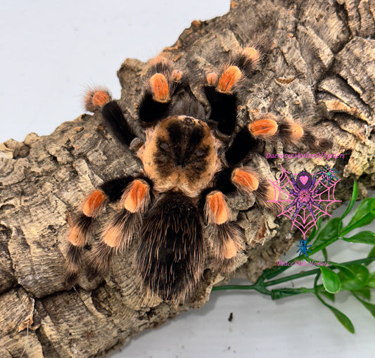 Brachypelma Smithi (Mexican Red Knee)