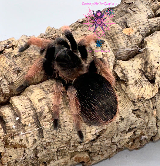 Brachypelma Klaasi ( Mexican Pink Tarantula)