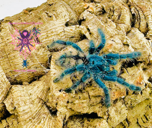 Most Basic Tarantula Top 5 Beginner Tarantulas β Daenerys MotherOfSpiders