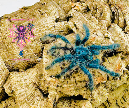 Caribena Versicolor (Antilles Pink Toe Tarantula)