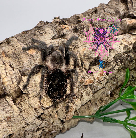 Tliltocatl Albopilosum (Curly Hair Tarantula)