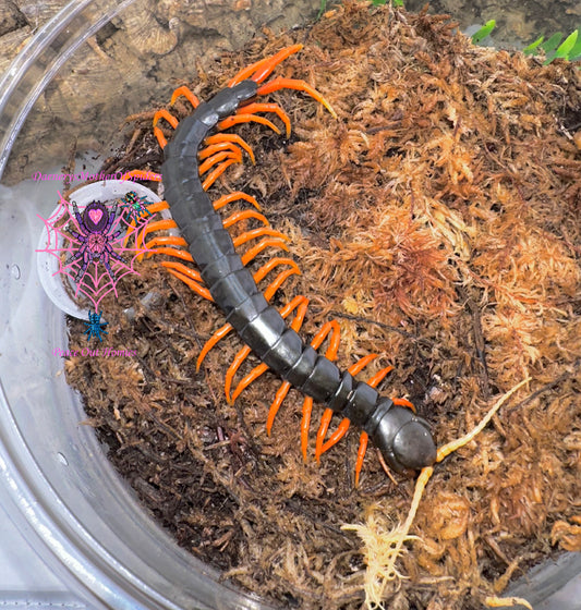 Scolopendra sp. Sumatra Orange Leg