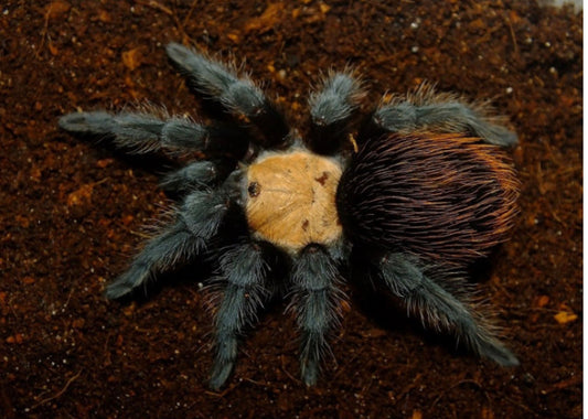 Brachypelma Albiceps (Mexican Golden Red Rump)