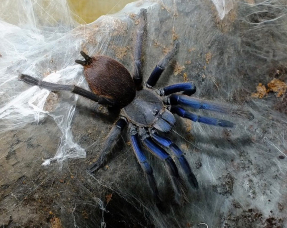 Chilobrachys Dyscolus (Vietnam Blue)