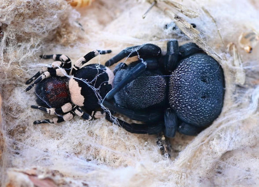 Eresus Blue Sidi Ifni ( Velvet Spider)