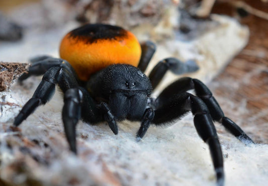 Eresus Walckenaeri Orange ( Velvet Spider)