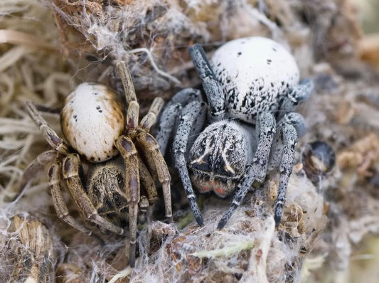 Stegodyphus Lineatus (velvet spider)