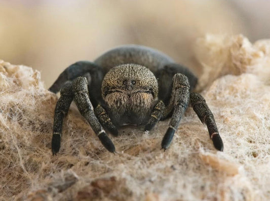 Eresus Hermani ( Velvet Spider)