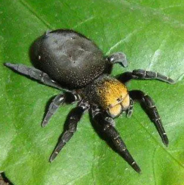 Eresus Balcanicus ( Velvet Spider)