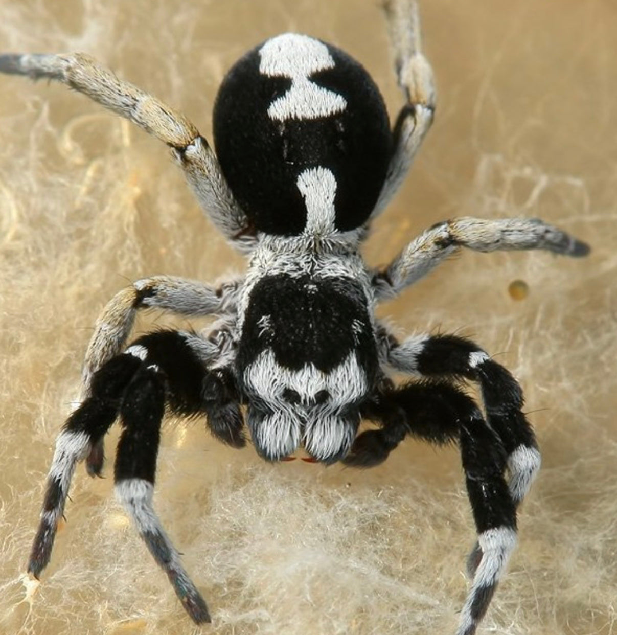 Eresus Albopictus ( Velvet Spider)
