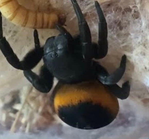 Eresus Walckenaeri Yellow ( Velvet Spider)