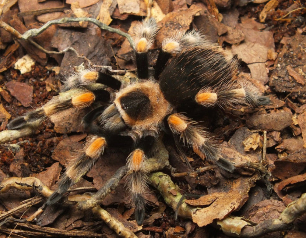 Brachypelma Hamorii (Mexican Red Knee)