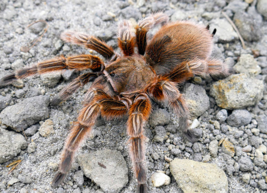 Grammostola Rosea RCF ( Red Rose Hair tarantula)