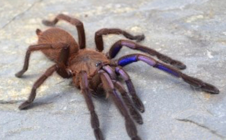 Chilobrachys Natanicharum (Vietnam Electric Blue Earth Tiger)