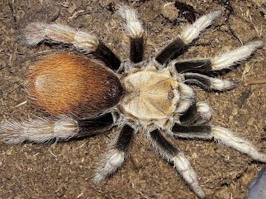 Aphonopelma Michoaćan Wera