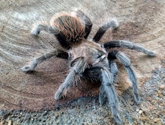 Aphonopelma sp Jalisco