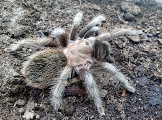 Aphonopelma sp Querétaro