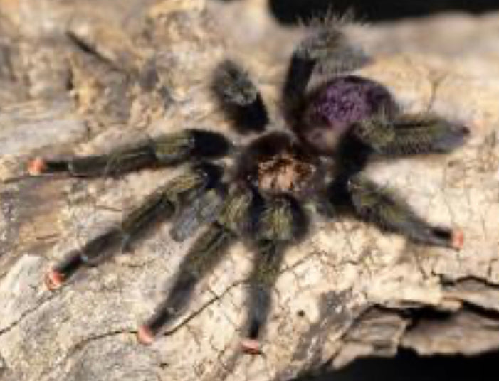 Avicularia Pucallpa (Mardi Gras Pinktoe)