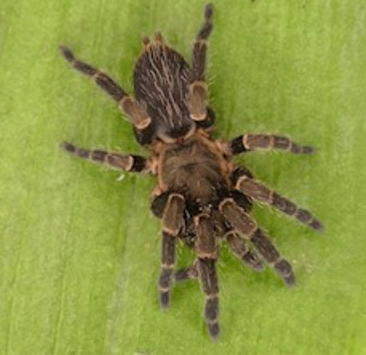 Trichopelma sp. Yucatán (Yucatán Black Femur)