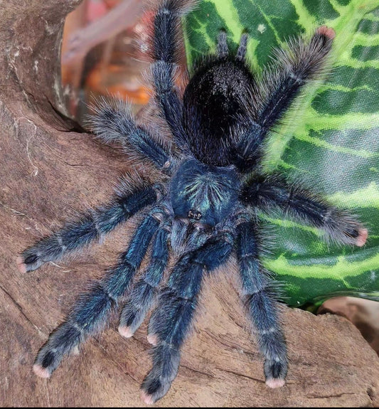 Avicularia Geroldi (Brazilian Blue and Green Pinktoe)