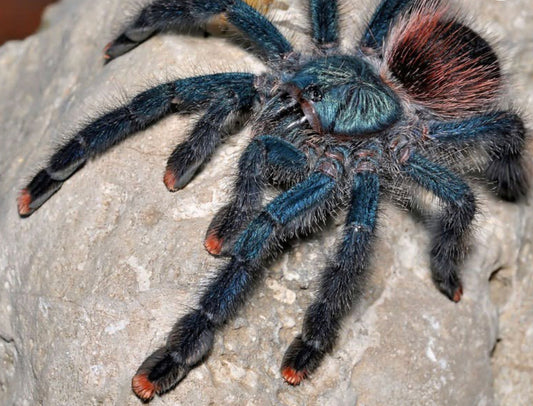 Avicularia Avicularia (Guyana Pinktoe)