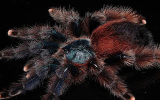 Avicularia Braunshauseni (Goliath Pinktoe)